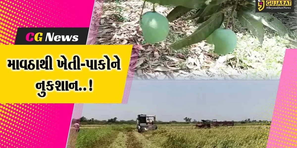 અંકલેશ્વર : માવઠાના કારણે કેરી સહિત ડાંગરના પાકને નુકશાન, ખેડૂતો ચિંતામાં મુકાયા…