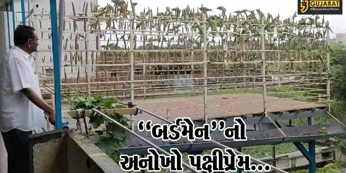 ગિરિનગરનો “પક્ષીપ્રેમી” પરિવાર : રોજ 5 હજાર પક્ષીઓને ચણ ખવડાવી સાર-સંભાળ લેતો કેશોદનો ખેડૂત પરિવાર…