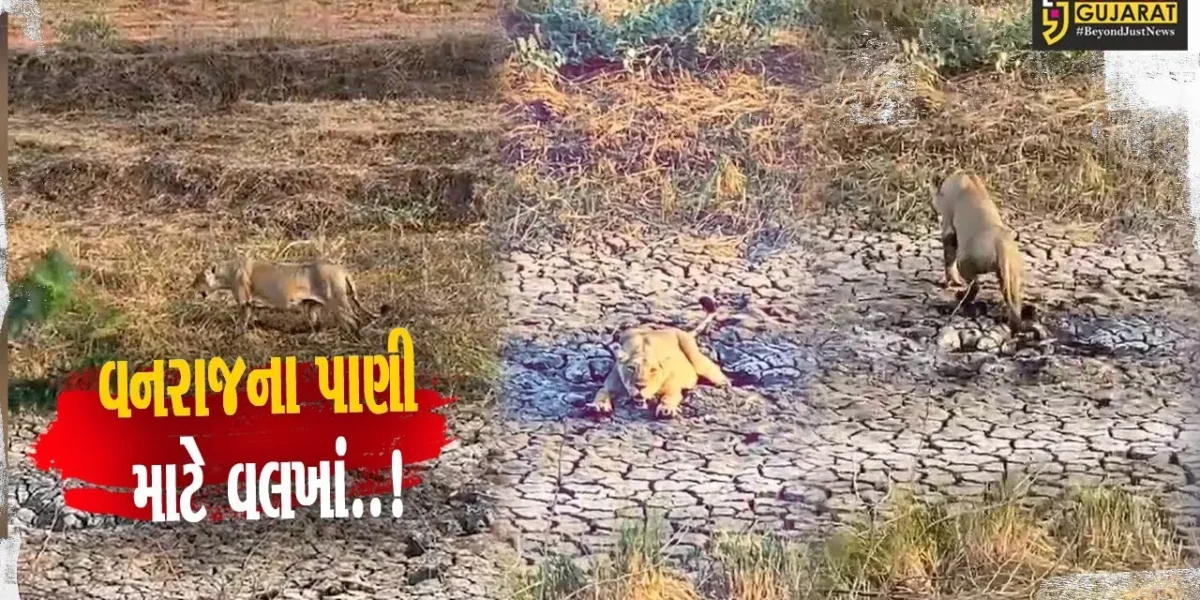 અમરેલી : કાળઝાળ ગરમીમાં પાણીથી વંચિત વનરાજના વલખાં, દયનીય વિડિયો સામે આવતા સિંહપ્રેમીઓમાં નારાજગી..