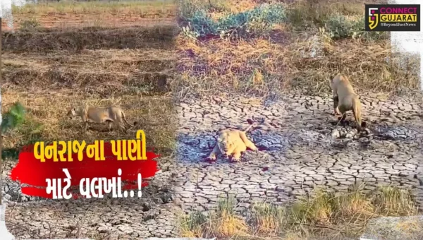 અમરેલી : કાળઝાળ ગરમીમાં પાણીથી વંચિત વનરાજના વલખાં, દયનીય વિડિયો સામે આવતા સિંહપ્રેમીઓમાં નારાજગી..