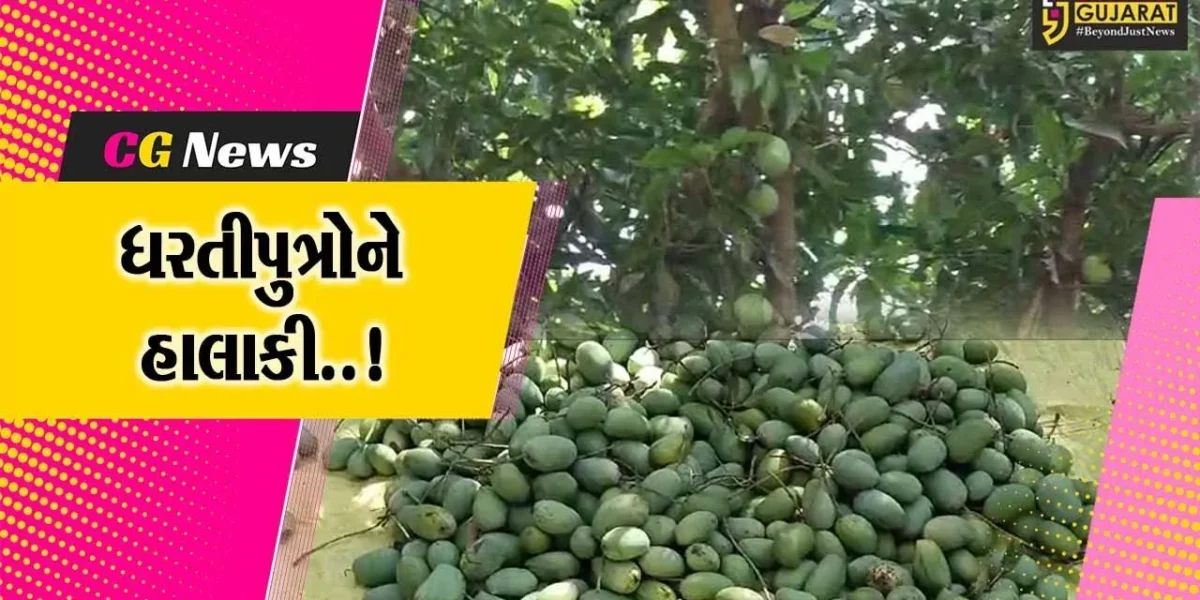 જુનાગઢ : વંથલી પંથકમાં ભારે પવન સાથે માવઠું વરસતા આંબા પરથી કેરીઓ ખરી પડી, ખેડૂતોને મોટું નુકશાન