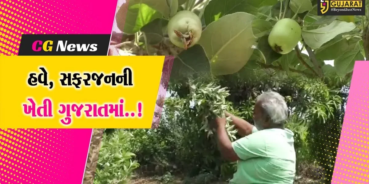 અંકલેશ્વર : કાશ્મીર-હિમાચલ જેવા ઠંડા પ્રદેશમાં થતી સફરજનની ખેતી કરી અંદાડાના પ્રગતિશીલ ખેડૂત પ્રયોગમાં સફળ…