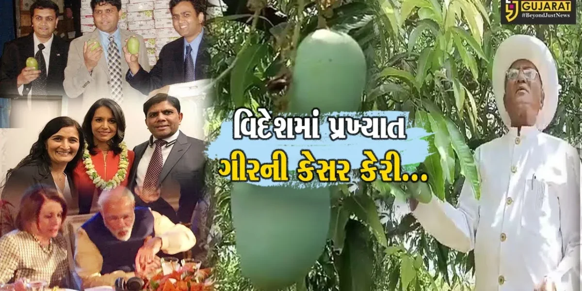 અમેરિકામાં 6 વર્ષથી પ્રતિબંધિત હતી ગીરની પ્રખ્યાત કેસર કેરી, અમરેલીના ખેડૂતની જહેમતે વિદેશીઓએ ચાખ્યો કેરીનો સ્વાદ