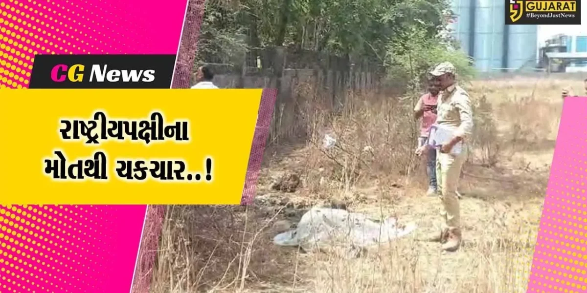 અંકલેશ્વર : ફિકોમ ચોકડી નજીક 2 મોર-એક ઢેલનો મૃતદેહ મળી આવતા ચકચાર, વન વિભાગ દોડતું થયું