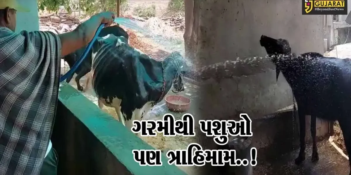 આકરી ગરમીના કારણે સાબરકાંઠા-અરવલ્લીમાં પશુ દીઠ દૂધમાં 1થી દોઢ લીટરનો ઘટાડો..!