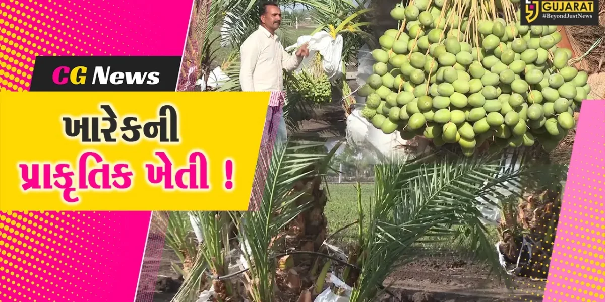 અમરેલી: શાપરના પ્રગતિશીલ ખેડુતે પ્રાકૃતિક કૃષિની મદદથી ખારેકની ખેતી કરી મબલખ ઉત્પાદન મેળવ્યું