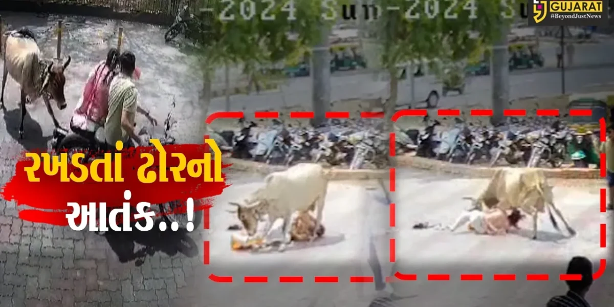 અરવલ્લી : બાઇક સવાર દંપત્તિ પર રખડતાં ઢોરનો હુમલો, ઘટના CCTVમાં કેદ.