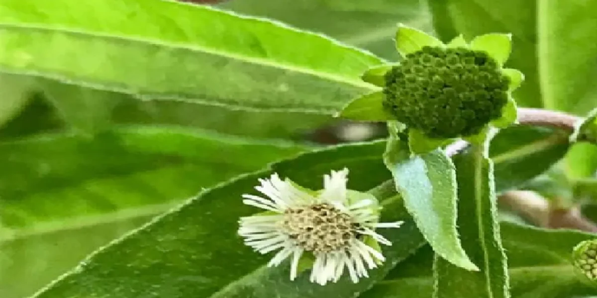 ભૃંગરાજ જડીબુટ્ટીથી વાળને થશે ફાયદો
