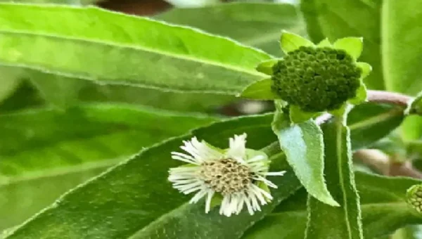 ભૃંગરાજ જડીબુટ્ટીથી વાળને થશે ફાયદો