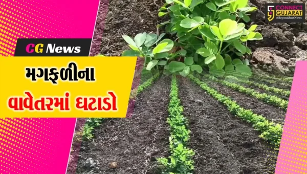 જુનાગઢ : કેશોદ તાલુકામાં આગોતરી મગફળીના વાવેતરમાં ઘટાડો