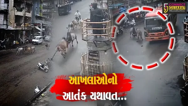 નવસારી : બીલીમોરામાં આખલાઓનું ટોળું બાખડ્યું હોવાના CCTV સામે આવ્યા
