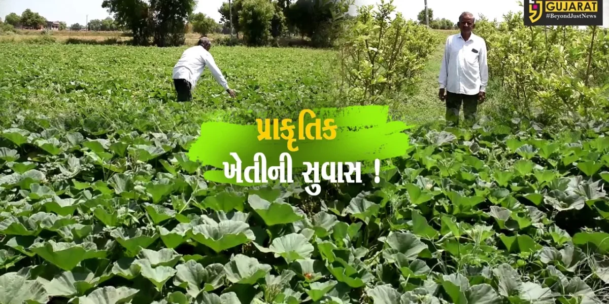 સાબરકાંઠા: રાજ્યપાલ આચાર્ય દેવવ્રતથી પ્રેરાય 62 વર્ષના ખેડૂત કરે છે પ્રાકૃતિક ખેતી, મેળવ્યુ મબલખ ઉત્પાદન