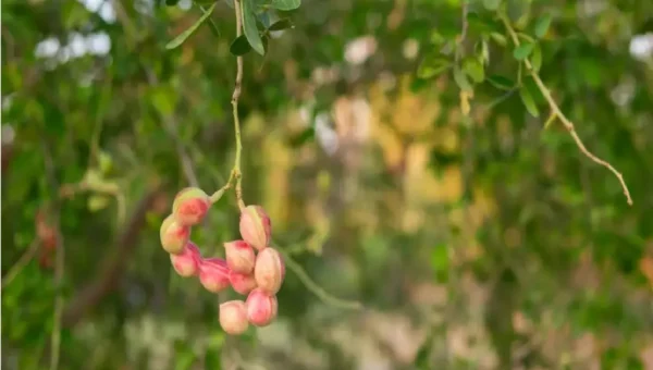 શું તમે જાણો છો ગોરસ આંબલી ખાવાના ફાયદા..?