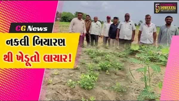 સાબરકાંઠા: પ્રાંતિજ ના અમીનપુર ખાતે મગફળીનું બિયારણ નકલી નીકળતા ખેડૂતો રાત પાણીએ રોયા