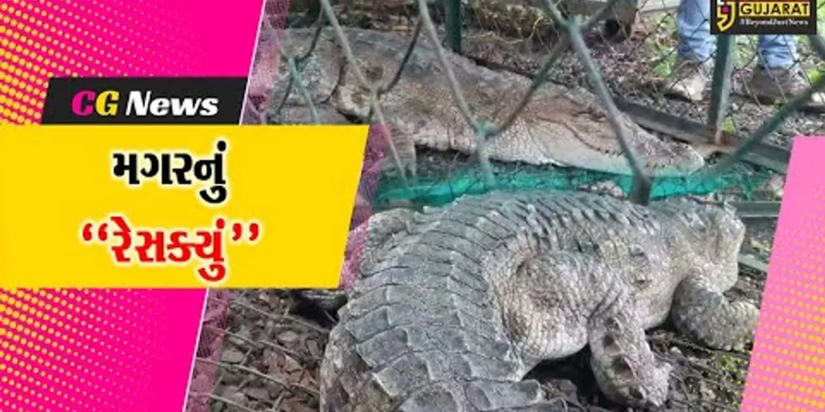 ભરૂચ : આમોદ તાલુકાના વેડચા ગામની નહેરમાં મગર જોવા મળતા ગ્રામજનોમાં ફફડાટ, વન વિભાગે કર્યું રેસક્યું…