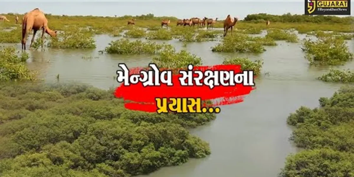 મેન્ગ્રોવ સંરક્ષણમાં ગુજરાત “અગ્રેસર” : ગુજરાત રાજ્યમાં મેન્ગ્રોવ કવર 1,175 ચો.મી. સુધી વિસ્તર્યું…