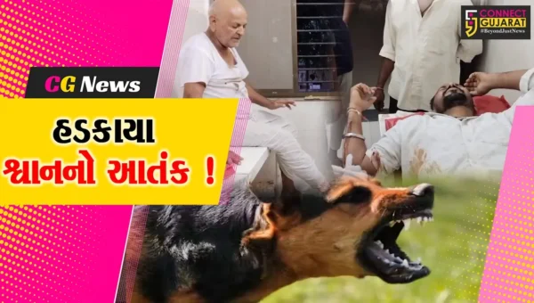 અરવલ્લી: સરહદી ગામોમાં હડકાયેલા શ્વાનનો આતંક,7 લોકોને ભર્યા બચકા