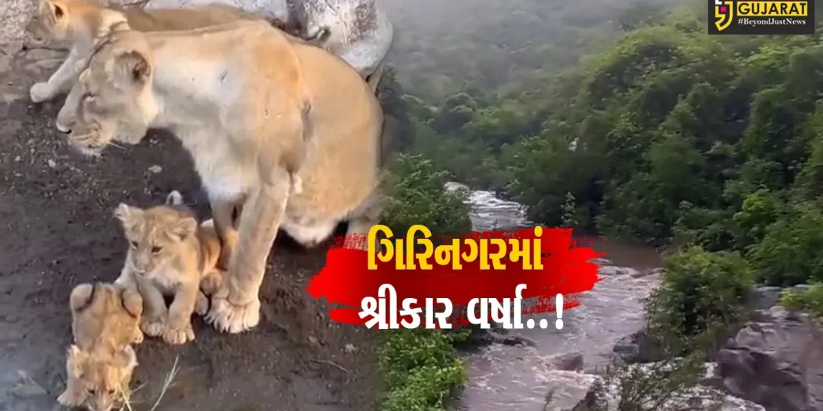 જંગલ સહિત ગિરનાર વિસ્તારમાં મેઘો મહેરબાન થતા હિલ સ્ટેશન જેવા દ્રશ્યો