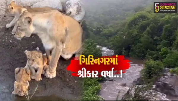 જંગલ સહિત ગિરનાર વિસ્તારમાં મેઘો મહેરબાન થતા હિલ સ્ટેશન જેવા દ્રશ્યો