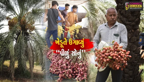 ધ્રાંગધ્રાના ખેડૂતે અર્ધ સુક્કા વિસ્તારમાં કરી બતાવી ખારેકની સફળ ખેતી.