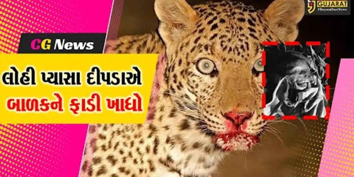 અમરેલીના બાબાપુર ગામે માનવભક્ષી દીપડાએ 7 વર્ષના બાળક પર હુમલો કર્યો