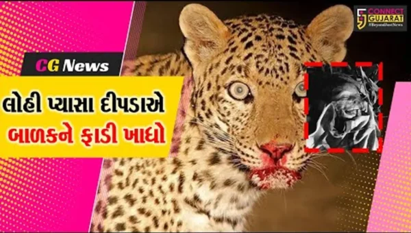 અમરેલીના બાબાપુર ગામે માનવભક્ષી દીપડાએ 7 વર્ષના બાળક પર હુમલો કર્યો