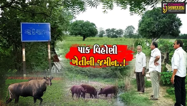 ભરૂચ જિલ્લાના હાંસોટ તાલુકામાં જંગલી પ્રાણીઓના ત્રાસથી 1000 થી વધુ વીઘા જમીન પાક વિહોણી બની