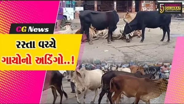 સાબરકાંઠા: પ્રાંતિજમાં રખડતી ગાયોના ત્રાસથી વાહન ચાલકો અને સ્થાનિક લોકો ભયગ્રસ્ત
