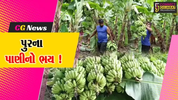 અંકલેશ્વરમાં પૂર પ્રકોપના ભયથી ખેડૂતો બન્યા લાચાર,સમય પહેલાં જ કેળાનો પાક ઉતારી લેતા ખેડૂત