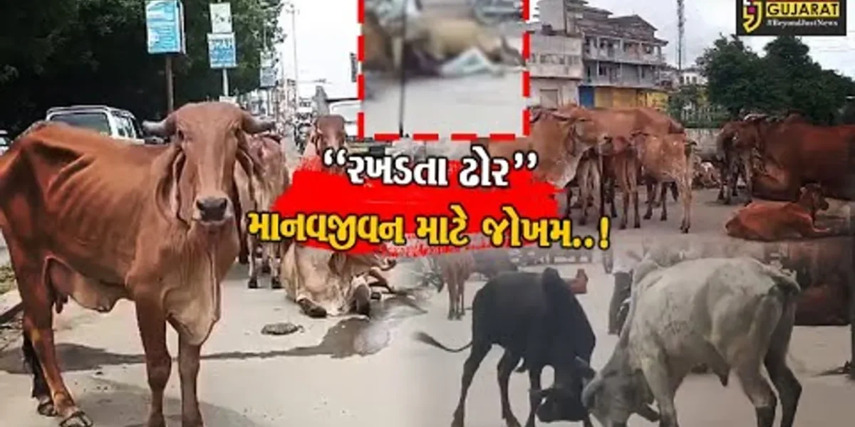 ગુજરાત હાઈકોર્ટના હુકમનો પણ અનાદર,માનવજીવન માટે જોખમ રખડતા ઢોરોનો ત્રાસ યથાવત..!