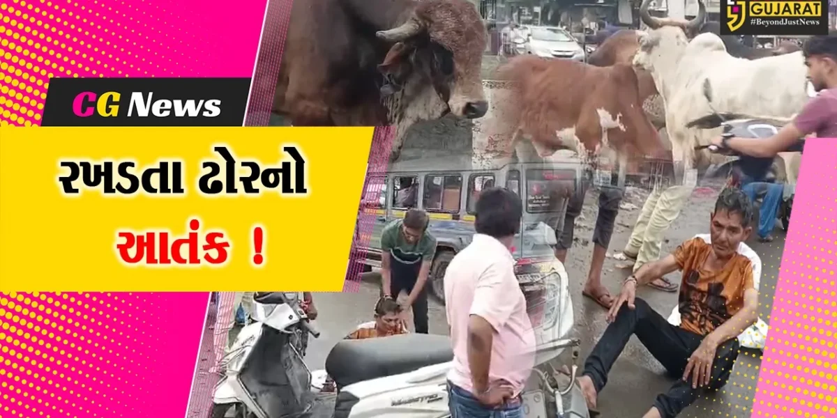 ભરૂચ: ઝાડેશ્વર રોડ પર રખડતા ઢોરના ટોળાએ મોપેડ ચાલકને લીધો અડફેટે, ગંભીર ઇજાના પગલે સારવાર હેઠળ