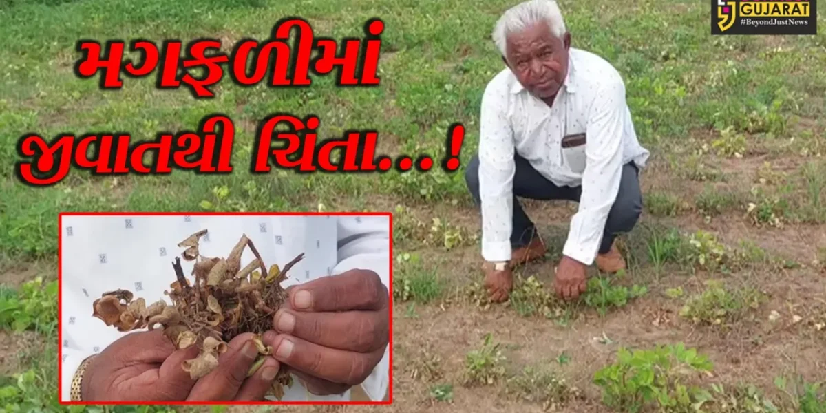 સાબરકાંઠા: મગફળીના પાકમાં વરસાદ ખેંચાતા જીવાત અને ફુગજન્ય રોગથી ખેડૂતોની ચિંતામાં વધારો