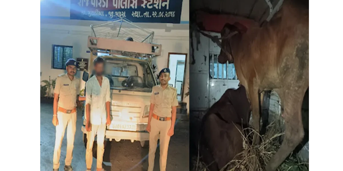 ભરૂચ: રાજપારડી પોલીસે કતલના ઇરાદે લઈ જવાતા 2 ગૌવંશને કરાવ્યા મુક્ત