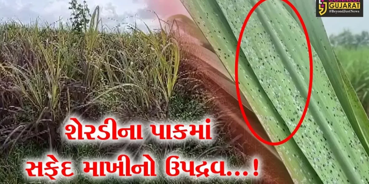સુરત : દક્ષિણ ગુજરાતમાં ભારે વરસાદને કારણે 15 હજાર એકર શેરડીના પાકમાં સફેદ માખીનો ઉપદ્રવ