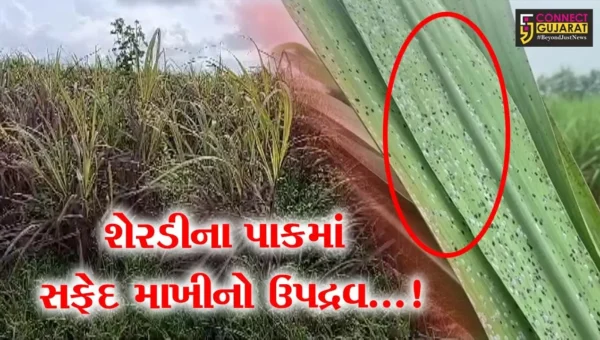 સુરત : દક્ષિણ ગુજરાતમાં ભારે વરસાદને કારણે 15 હજાર એકર શેરડીના પાકમાં સફેદ માખીનો ઉપદ્રવ