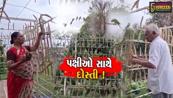 જૂનાગઢ: કેશોદના દંપત્તીની પક્ષીઓ સાથે અઢી દાયકા જૂની દોસ્તી,જુઓ વિશેષ અહેવાલ