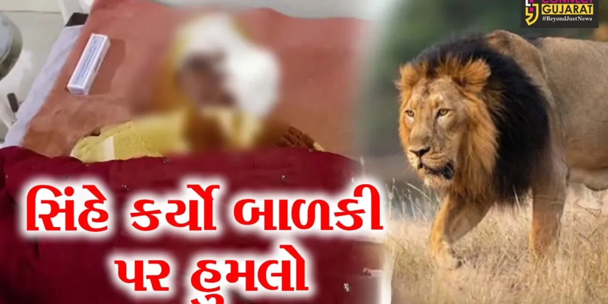 જૂનાગઢ : વિસાવદર સીમમાં 8 વર્ષની માસુમ બાળકી પર સિંહનો હુમલો