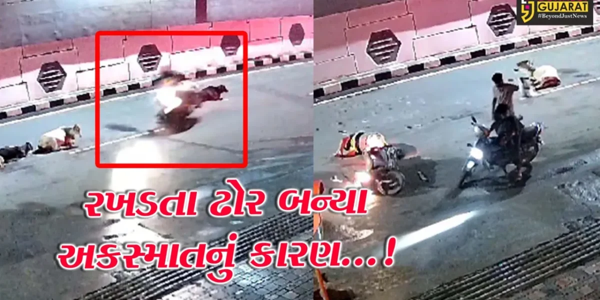 સેલવાસ નગરપાલિકા વિસ્તારમાં રખડતા ઢોરોનો ત્રાસ,ચિંતાજનક રીતે વધી રહ્યા છે અકસ્માત