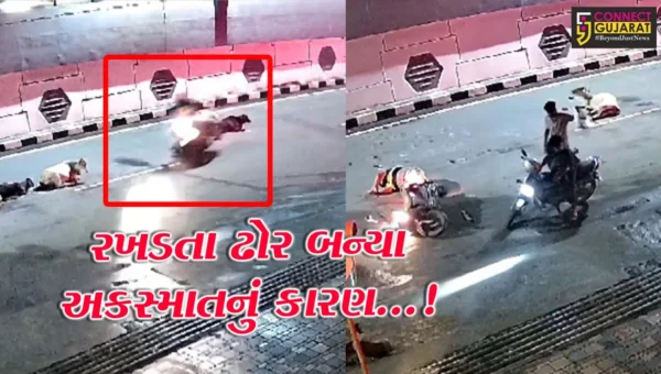 સેલવાસ નગરપાલિકા વિસ્તારમાં રખડતા ઢોરોનો ત્રાસ,ચિંતાજનક રીતે વધી રહ્યા છે અકસ્માત