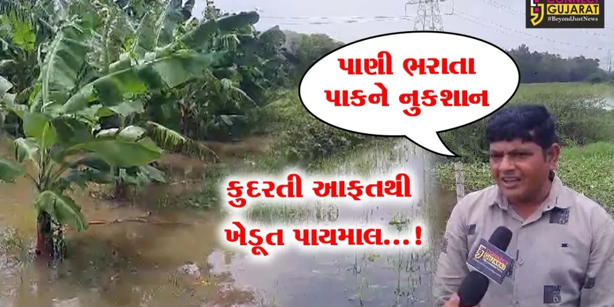 અંકલેશ્વરમાં નર્મદા નદી કાંઠાના ખેતરોમાં પૂરના પાણીની જમાવટથી ખેતીના પાકને નુકસાન..