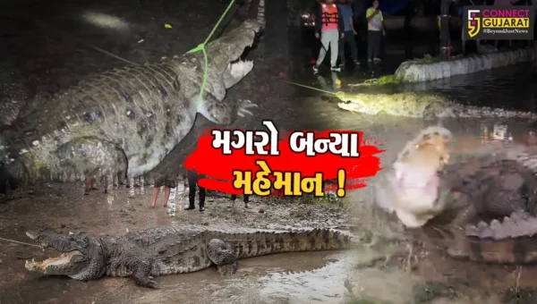 વડોદરા: વિશ્વામિત્રી નદીના મગરોનો લોકોના ઘરમાં આશરો, 2 મહાકાય મગરનું રેસ્ક્યુ