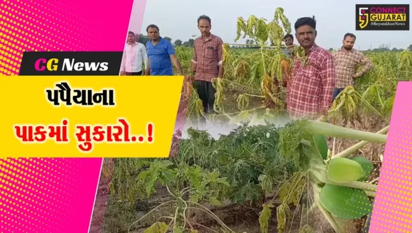 અરવલ્લી : સજ્જનપુરા-કંપા ગામે પપૈયાના પાકમાં સુકારાનો રોગ આવતા ખેડૂતોને લાખોનું નુકશાન..!