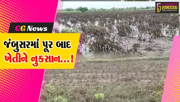 ભરૂચ : જંબુસરમાં ઢાઢર નદીમાં પૂર બાદ ખેતરોમાં પાણી ભરાવાના કારણે ખેડૂતો માટે સર્જાઈ નુકસાનની પરિસ્થિતિ