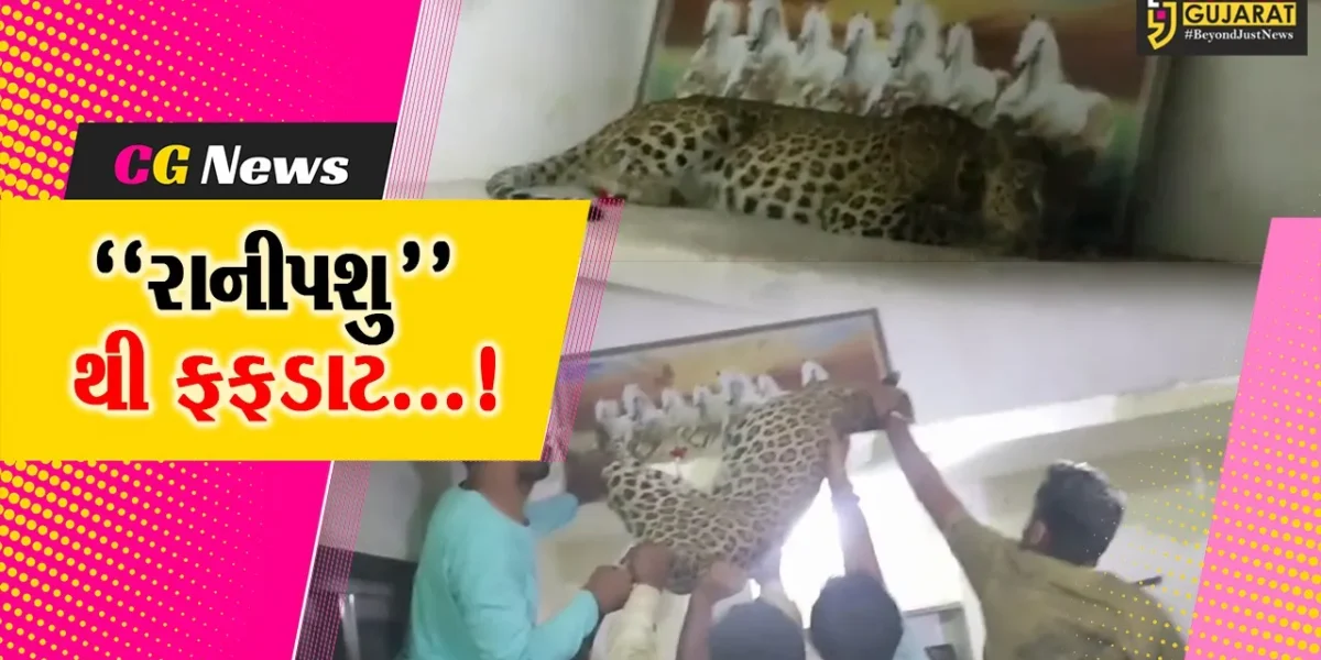 અમરેલીમાં જંગલી પ્રાણીઓથી લોકોમાં ફફડાટ, દીપડો ઘરમાં ઘૂસી જતાં કરાયું રેસ્ક્યુ