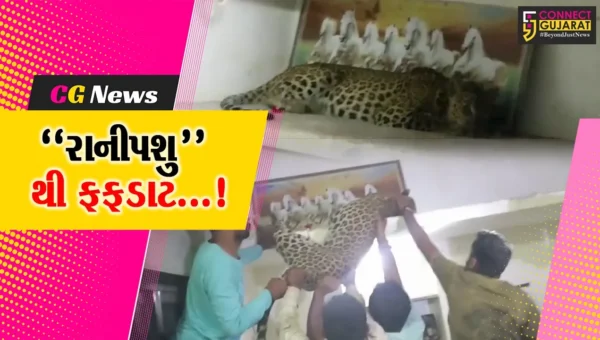 અમરેલીમાં જંગલી પ્રાણીઓથી લોકોમાં ફફડાટ, દીપડો ઘરમાં ઘૂસી જતાં કરાયું રેસ્ક્યુ