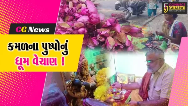 ભરૂચ: ધનતેરસના પાવન પર્વ પર મહાલક્ષ્મી માતાને અતિપ્રિય એવા કમળના પુષ્પોનું ધૂમ વેચાણ !