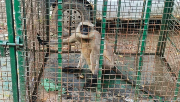 ભરૂચ : વાગરાના કડોદરા ગામે 20 દિવસથી આતંક મચાવનાર કપિરાજ પાંજરે પુરાયો
