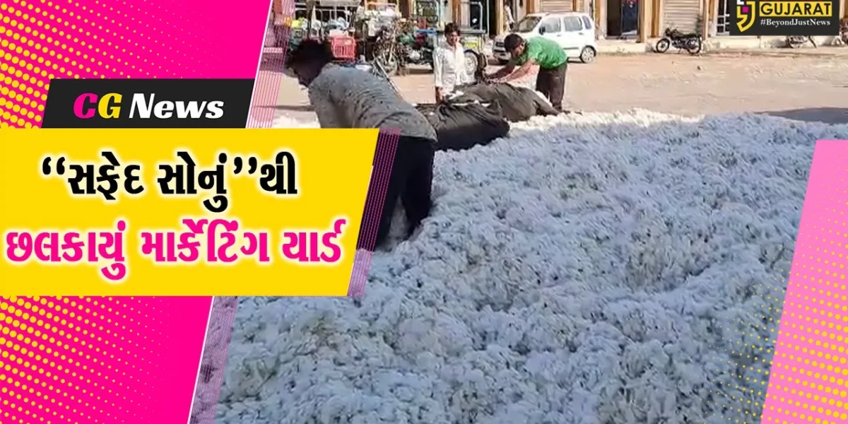 અમરેલી : “સફેદ સોનું”થી છલકાયું બાબરા માર્કેટિંગ યાર્ડ, કપાસ વેચવા ખેડૂતોની લાંબી કતાર…