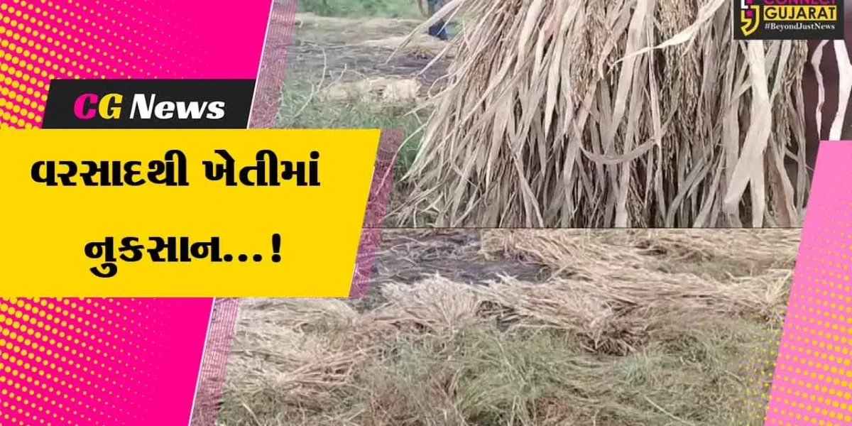 વલસાડ: ભારે પવન સાથે વરસેલા વરસાદને કારણે ડાંગરના ઉભા પાકને નુકસાન થી ખેડૂતોની ચિંતા વધી