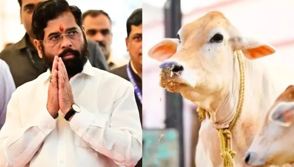 મહારાષ્ટ્રઃ ‘અમને સરકારના સર્ટિફિકેટની જરૂર નથી’, દેશી ગાયોને રાજ્ય માતાનો દરજ્જો આપવા પર વિપક્ષનો પ્રહાર